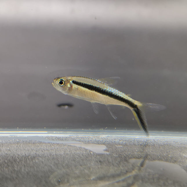 Penguin tetra 2.5cm