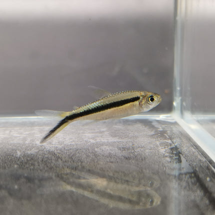 Penguin tetra 2.5cm