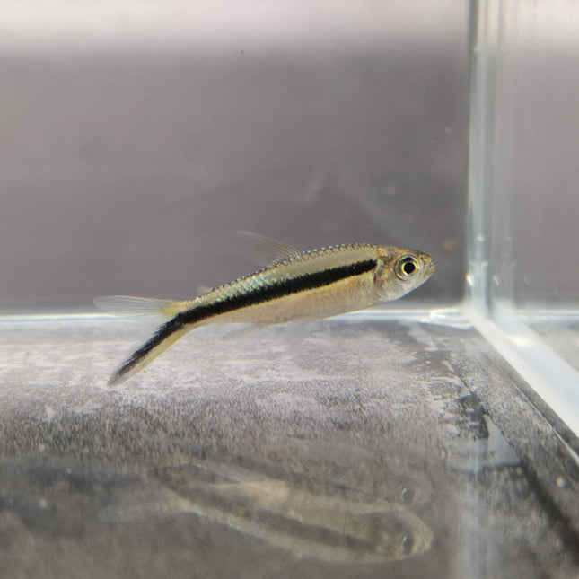 Penguin tetra 2.5cm