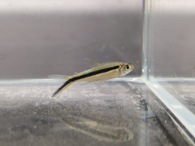 Penguin tetra 2.5cm