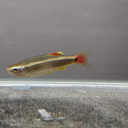 White cloud mountain minnow 2cm