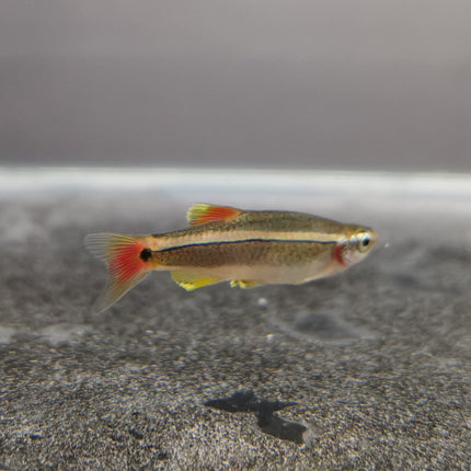 White cloud mountain minnow 2cm