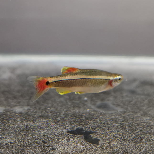 White cloud mountain minnow 2cm