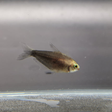Black Emperor tetra 2.5cm