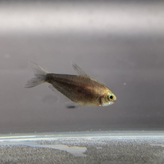 Black Emperor tetra 2.5cm