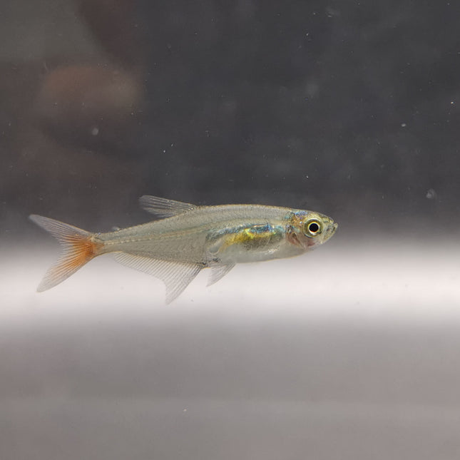 Glass bloodfin tetra 2.5cm