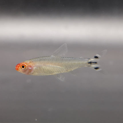 Rummy nose tetra 2.5cm