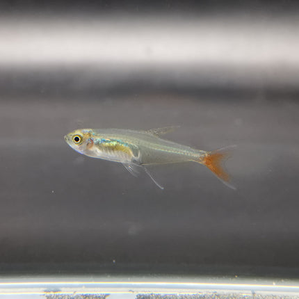 Glass bloodfin tetra 2.5cm