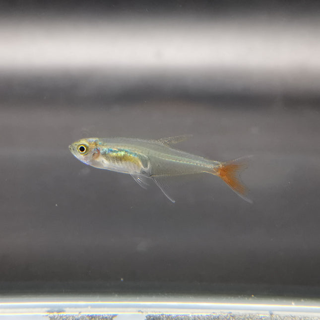 Glass bloodfin tetra 2.5cm