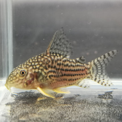 Corydoras sterbai 3-3.5cm