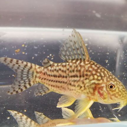 Corydoras sterbai 3-3.5cm