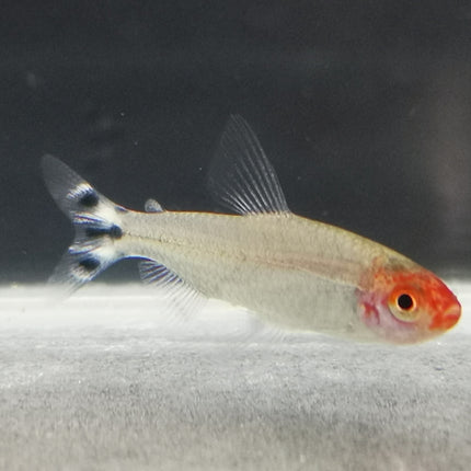 Rummy nose tetra 2.5cm