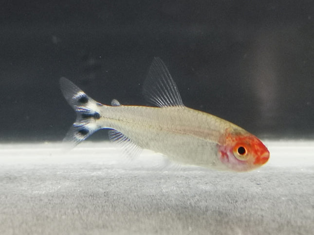 Rummy nose tetra 2.5cm