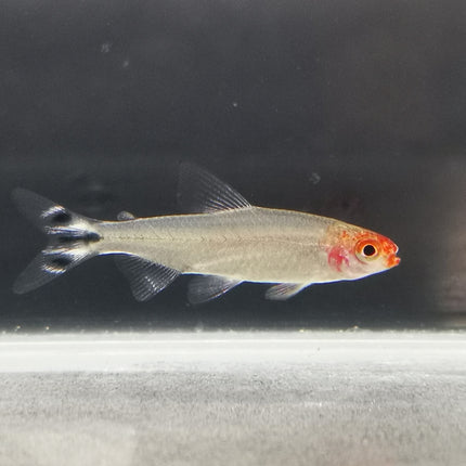 Rummy nose tetra 2.5cm