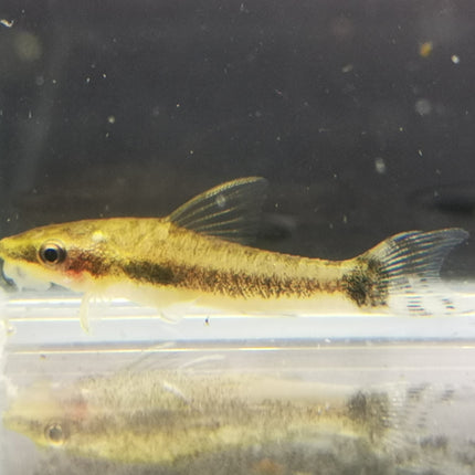 Otocinclus affinis 3cm