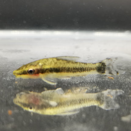 Otocinclus affinis 3cm