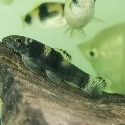 rainbow garra 4-5cm