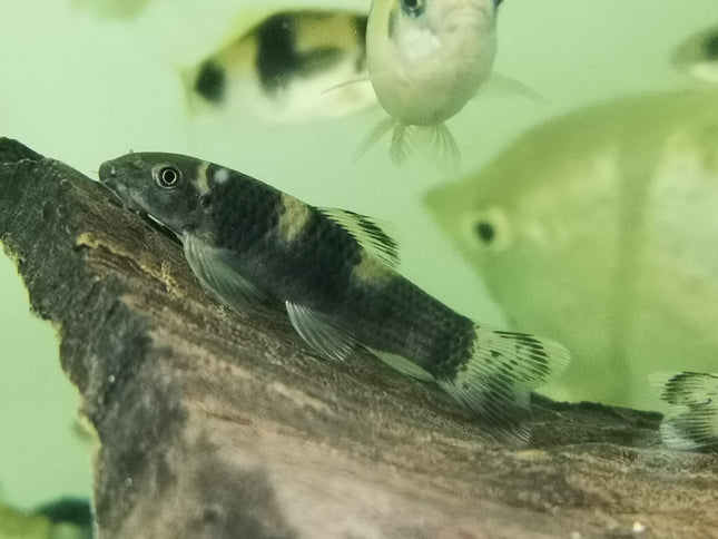 rainbow garra 4-5cm
