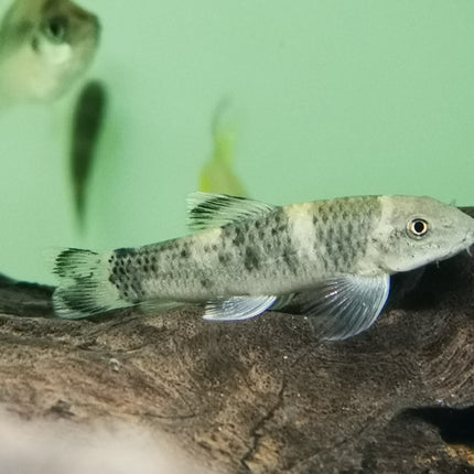 rainbow garra 4-5cm