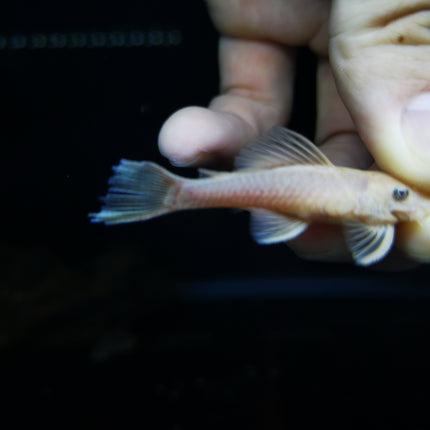 Pleco L144 blue eye 4-5cm