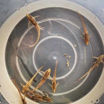 Royal farlowella whiptails 4-5cm