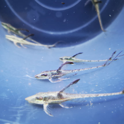 Royal farlowella whiptails 4-5cm