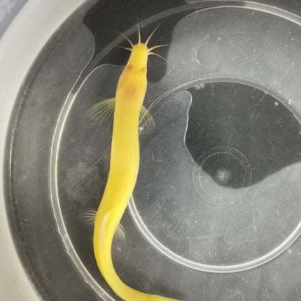 Golden weather loach 8-10cm