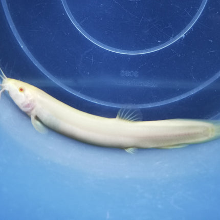 Golden weather loach 8-10cm