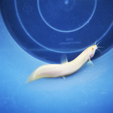Golden weather loach 8-10cm