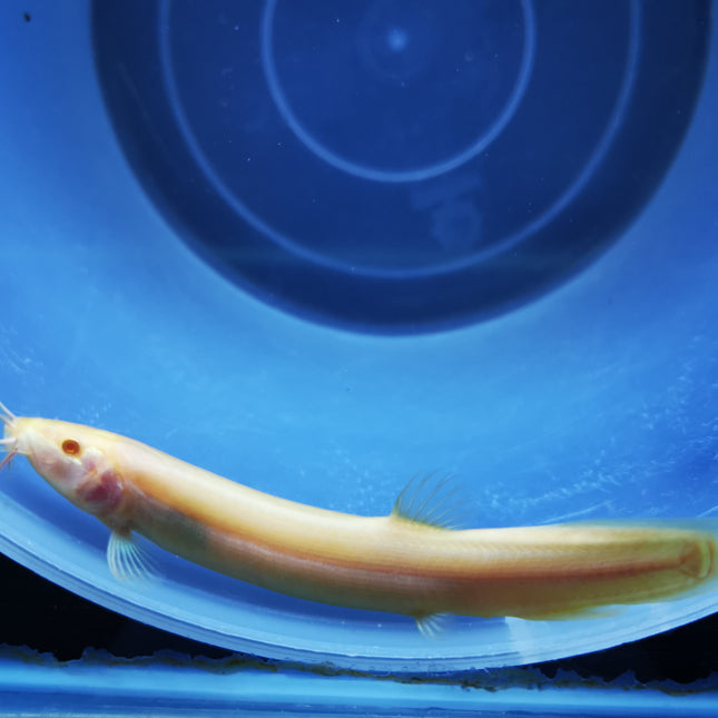Golden weather loach 8-10cm