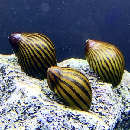 Zebra snails