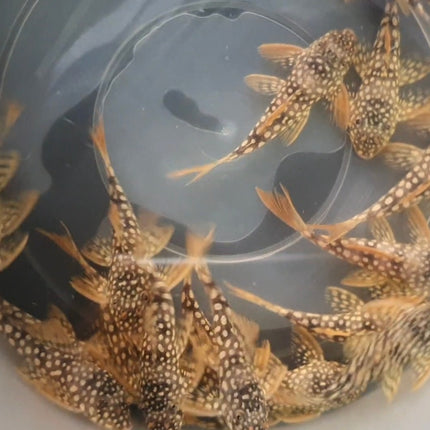 Pleco Sunshine L14 5-6cm