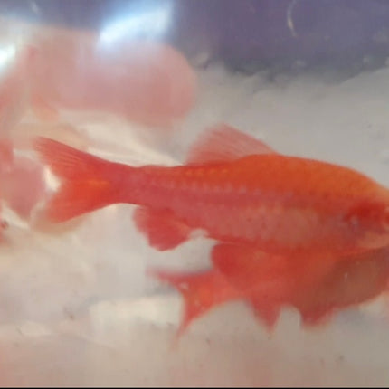 Albino cherry barb 3cm