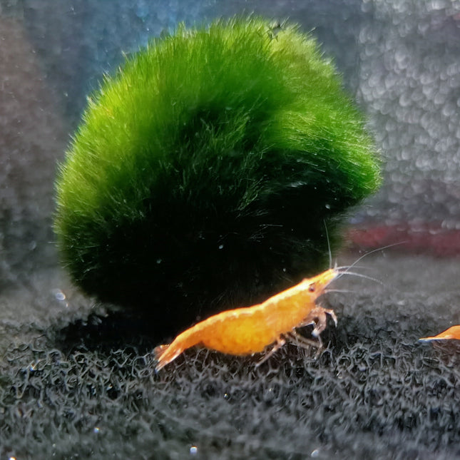 Orange sunkist shrimp 1-1.5cm