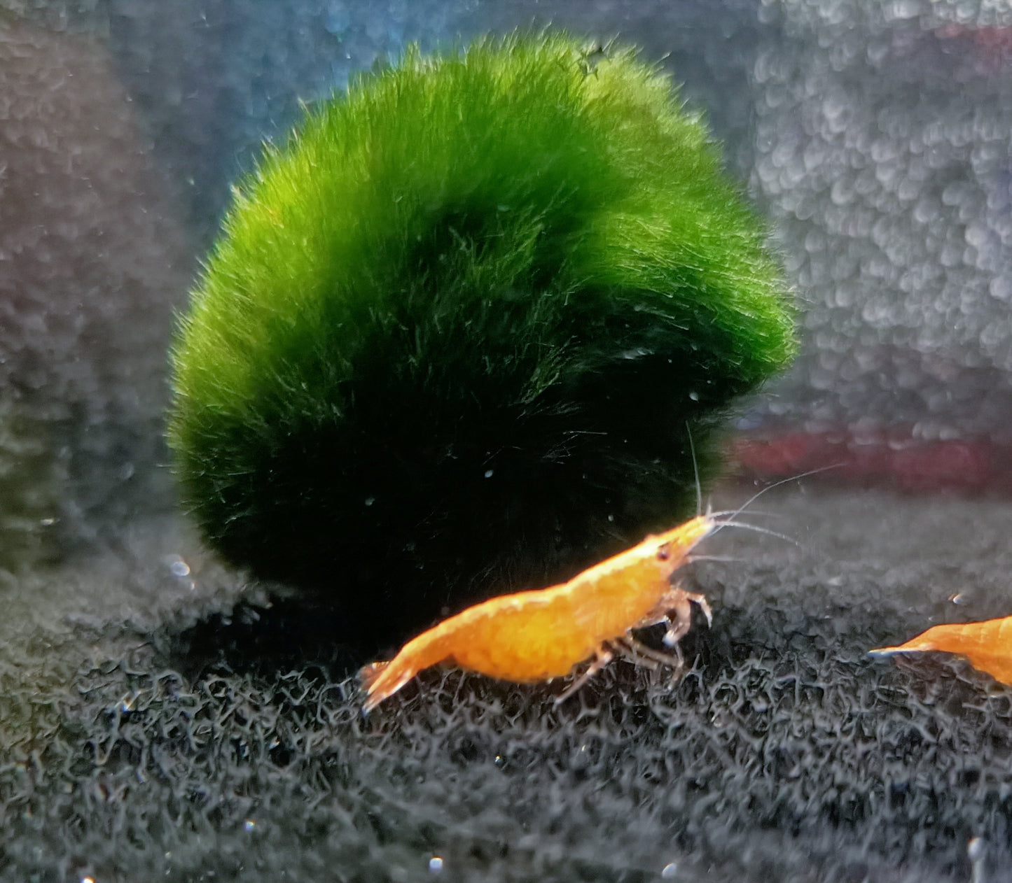 Orange sunkist shrimp 1-1.5cm
