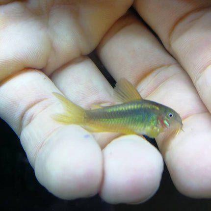 CW010 Corydoras Gold Laser 2.5-3cm