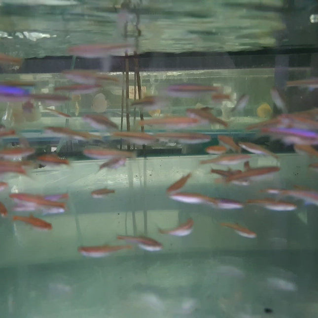 Rainbow shiner 3cm