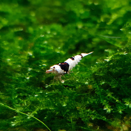 Black crystal shrimp 1-1.5cm