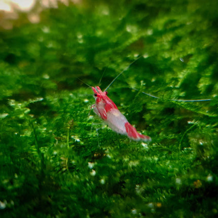 Red rili shrimp 1-1.5cm